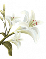 Calineczka- Hans Christian Andersen - ilustracje Alicja Zawada (Alice Heartfelt Art) - flower L - 01b