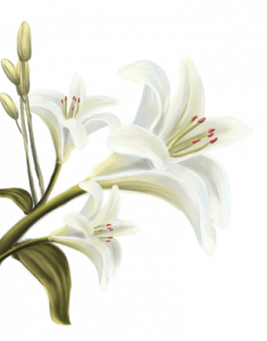 Calineczka- Hans Christian Andersen - ilustracje Alicja Zawada (Alice Heartfelt Art) - flower L - 01b